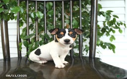Jack Russell Terrier dogs for sale: Zoey - Image 1