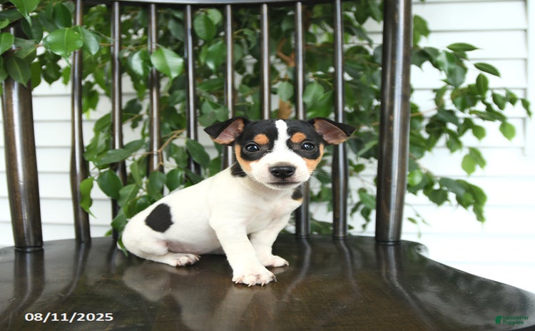 Jack Russell Terrier dogs for sale - Ad 2