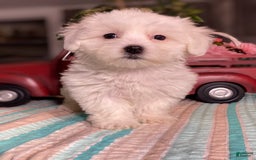 Havanese dogs for sale: Holly - Image 1