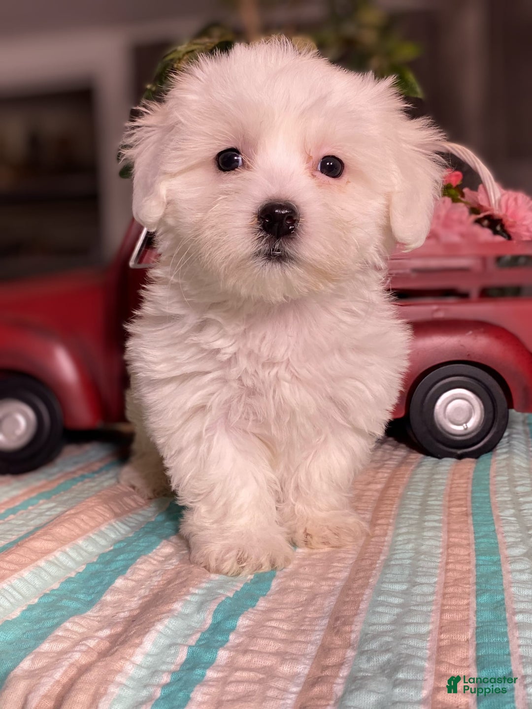 Havanese dogs for sale: Holly - Image 1