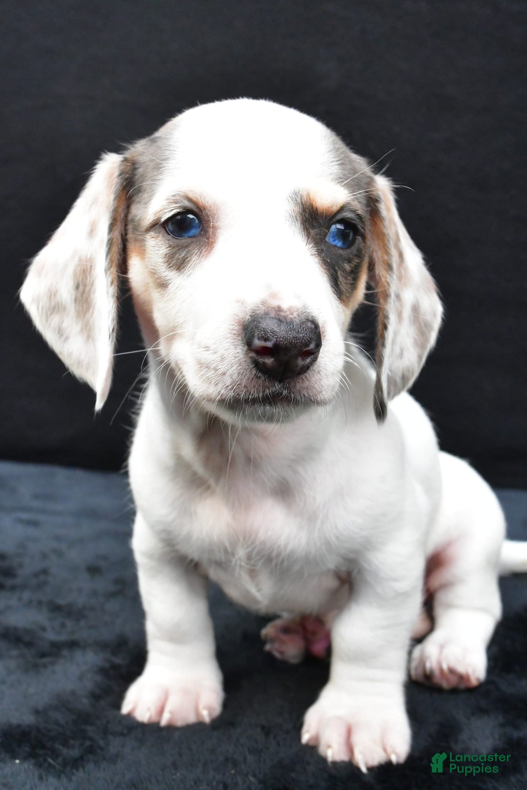 Miniature Dachshund dogs for sale: Jessica - Image 1