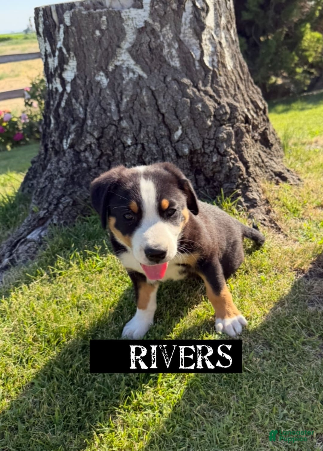 Greater Swiss Mountain Dog dogs for sale: Rivers - Image 3