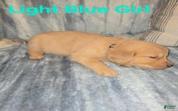 Golden Retriever dogs for sale: Light Blue Girl - Image 1