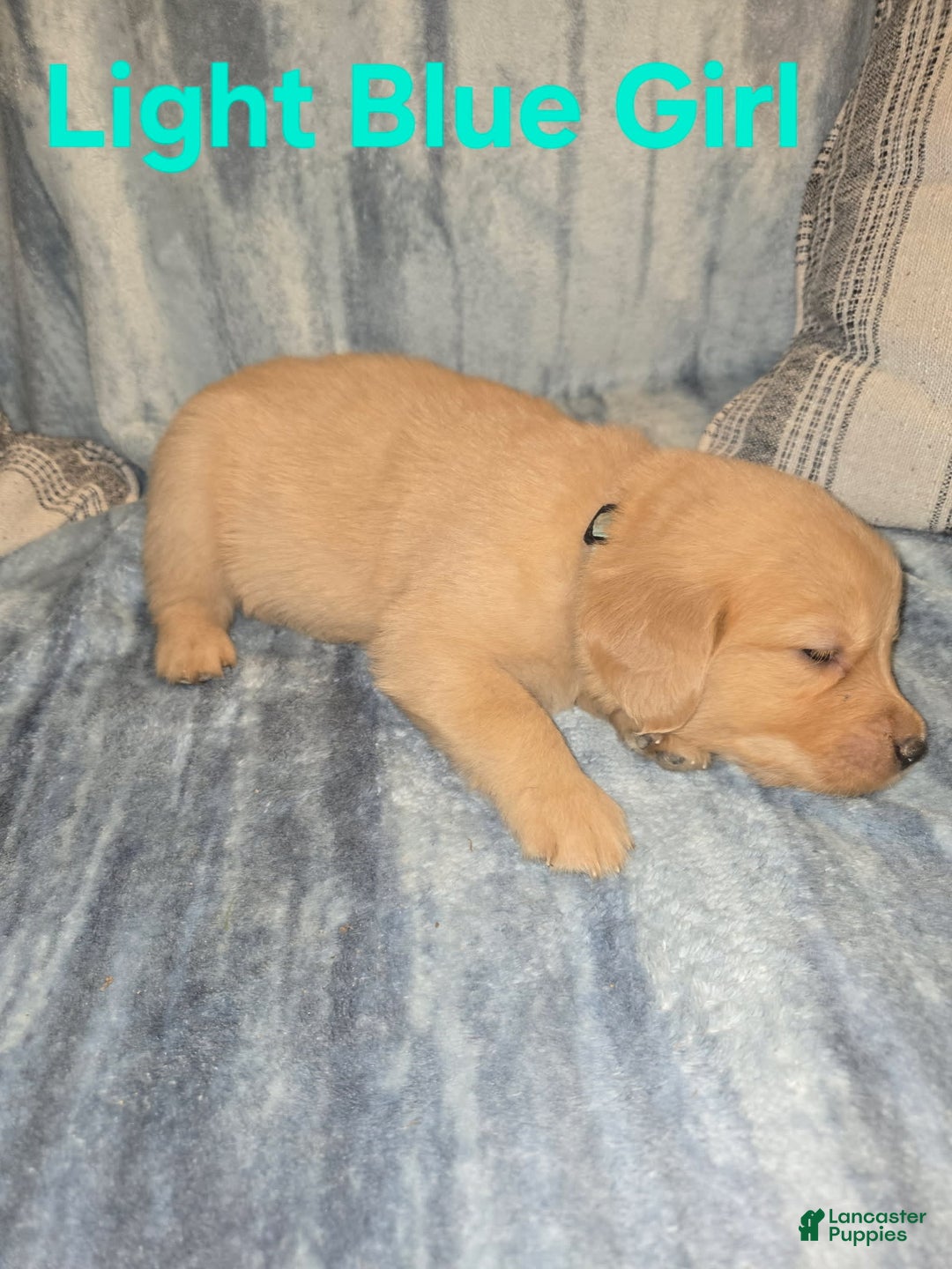 Golden Retriever dogs for sale: Light Blue Girl - Image 1