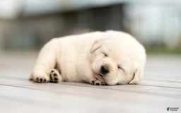 Alaskan Husky dogs for sale: Alaskan Husky Puppy 1 UPD - Image 3