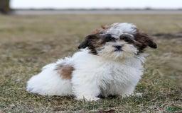 Shihpoo dogs for sale: Anya - Image 22