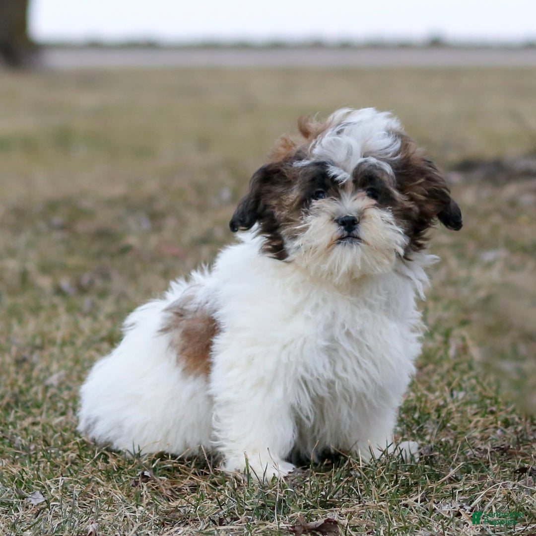 Shihpoo dogs for sale: Anya - Image 22