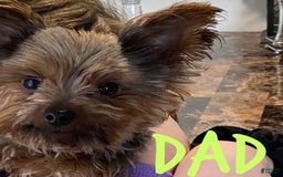 Yorkshire Terrier dogs for sale: Dyna - Image 4