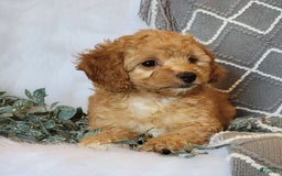 Cockapoo dogs for sale: Sara - Image 3
