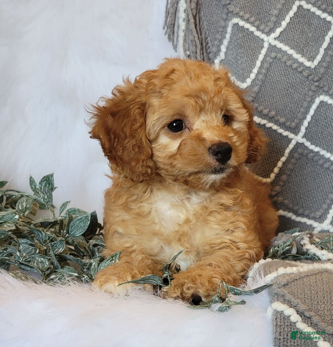 Cockapoo dogs for sale: Sara - Image 3