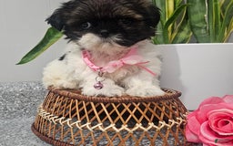 Shih Tzu dogs for sale: Tiny Tiff ❤️ - Image 17