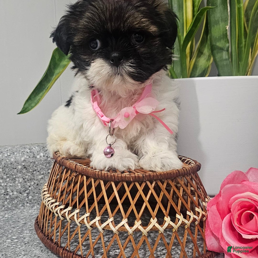 Shih Tzu dogs for sale: Tiny Tiff ❤️ - Image 17