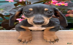 Miniature Dachshund dogs for sale: Big Sis - Image 1