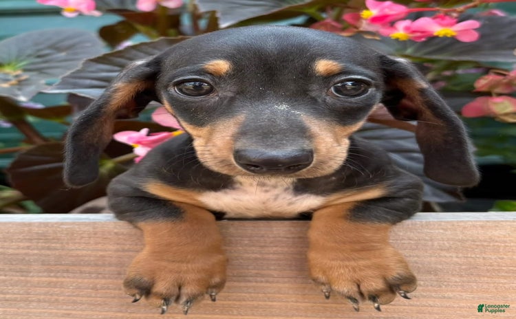 Miniature Dachshund dogs for sale - Ad 4