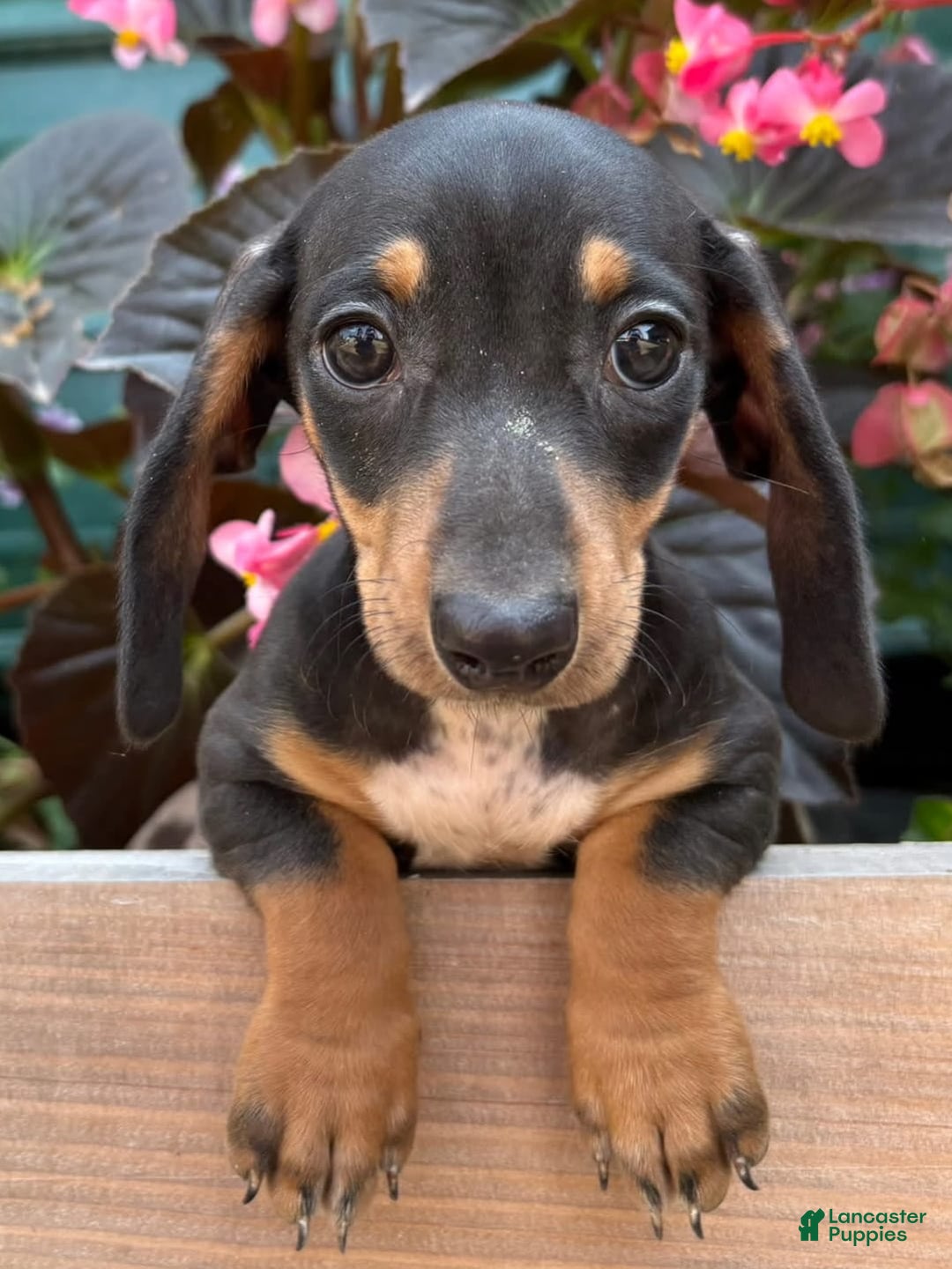 Miniature Dachshund dogs for sale: Big Sis - Image 1