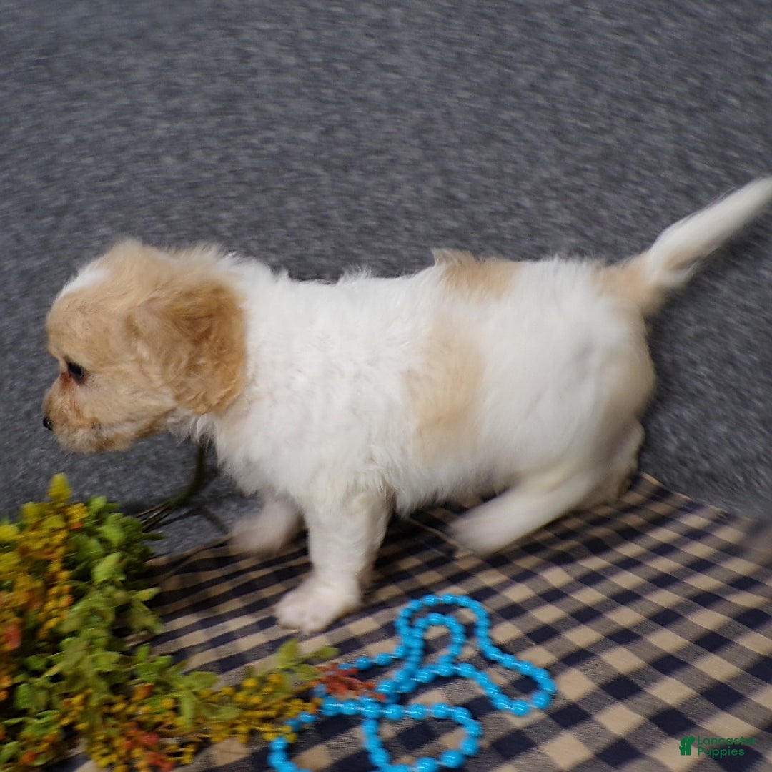 Cavachon dogs for sale: Jordan - Image 4