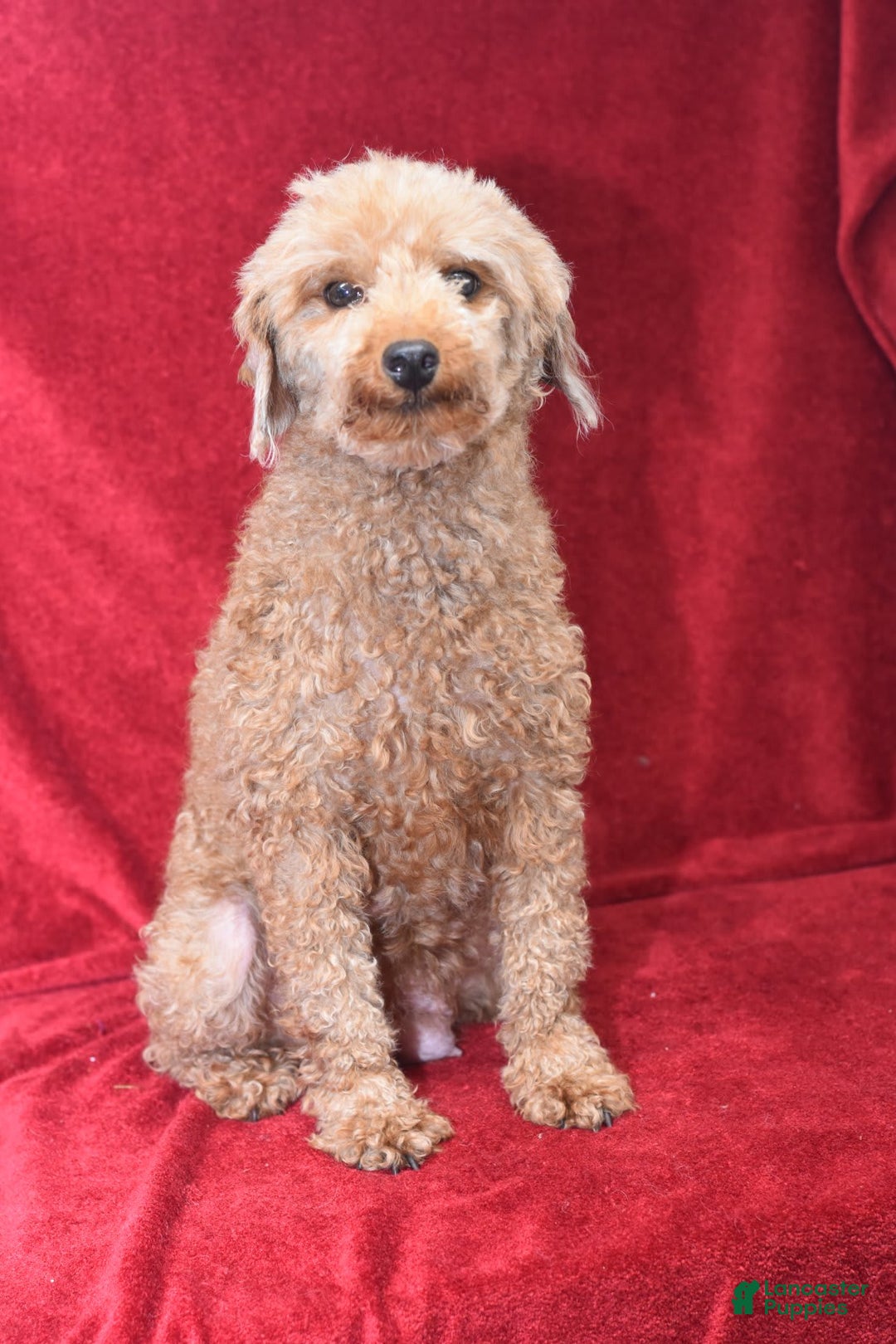Miniature Poodle dogs for sale: Trotter - Image 19