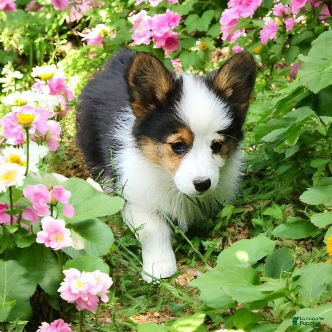 Welsh Corgi Pembroke dogs for sale: Trixie Fluffy - Image 15