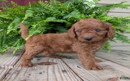 Mini Goldendoodle dogs for sale: Mini -coner - Image 46
