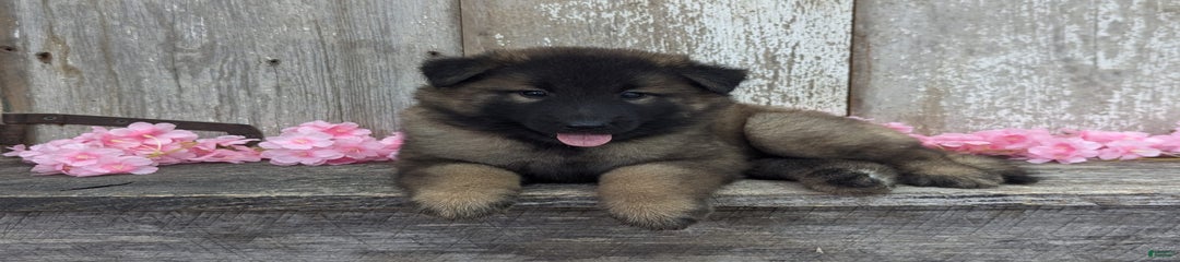 Lila