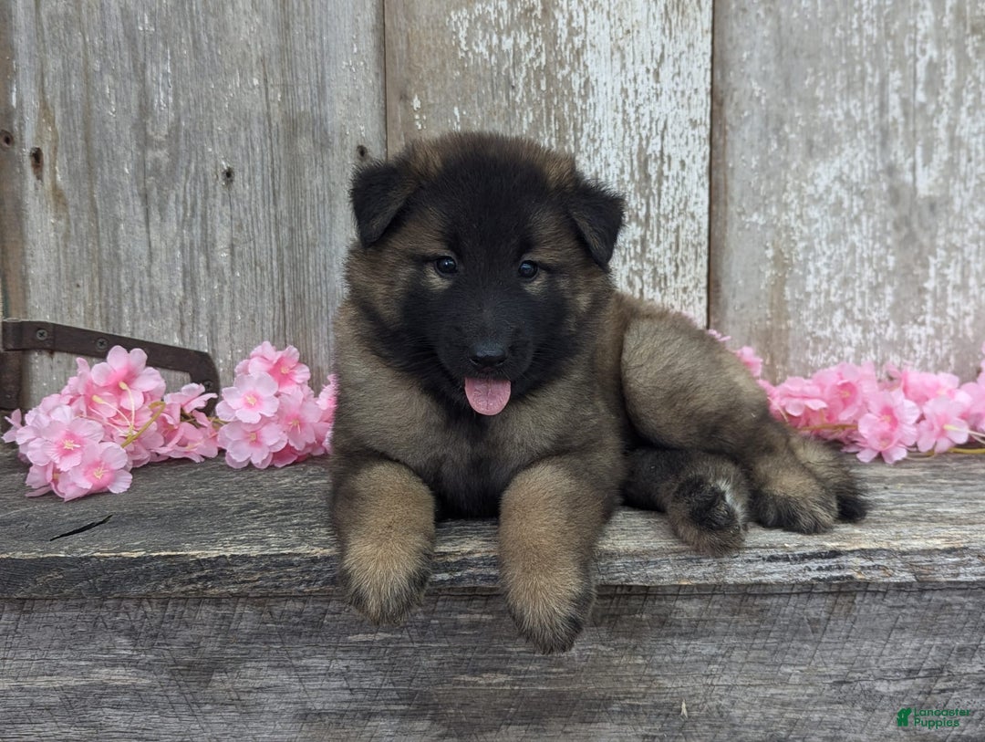 Belgian Tervuren dogs for sale: Lila - Image 1