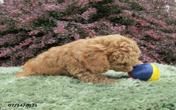 Cavapoo dogs for sale: Princess - Image 15