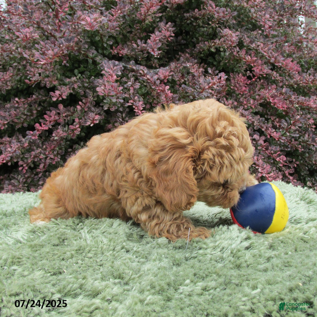 Cavapoo dogs for sale: Princess - Image 15