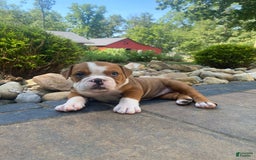 English Bulldog dogs for sale: Denver - Image 1