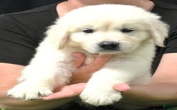Golden Retriever dogs for sale: Wyatt - Image 3