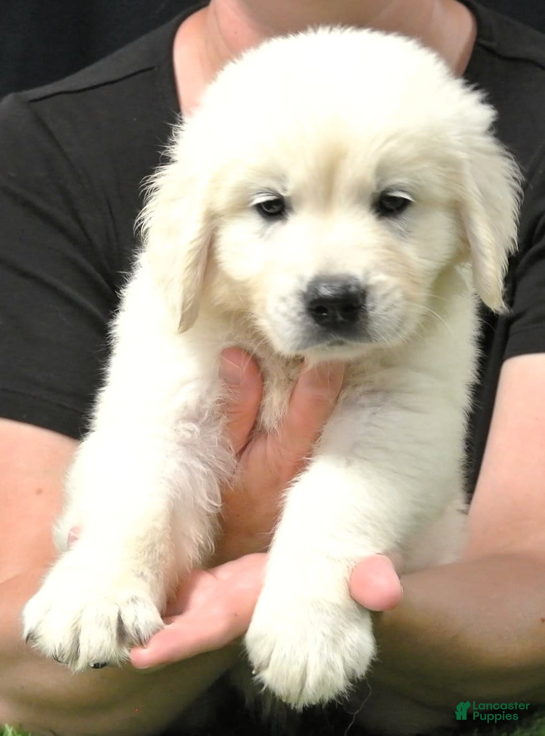 Golden Retriever dogs for sale: Wyatt - Image 3