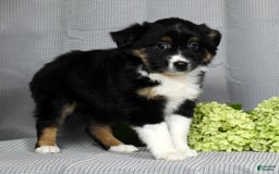 Miniature Australian Shepherd dogs for sale: Amelia - Image 8