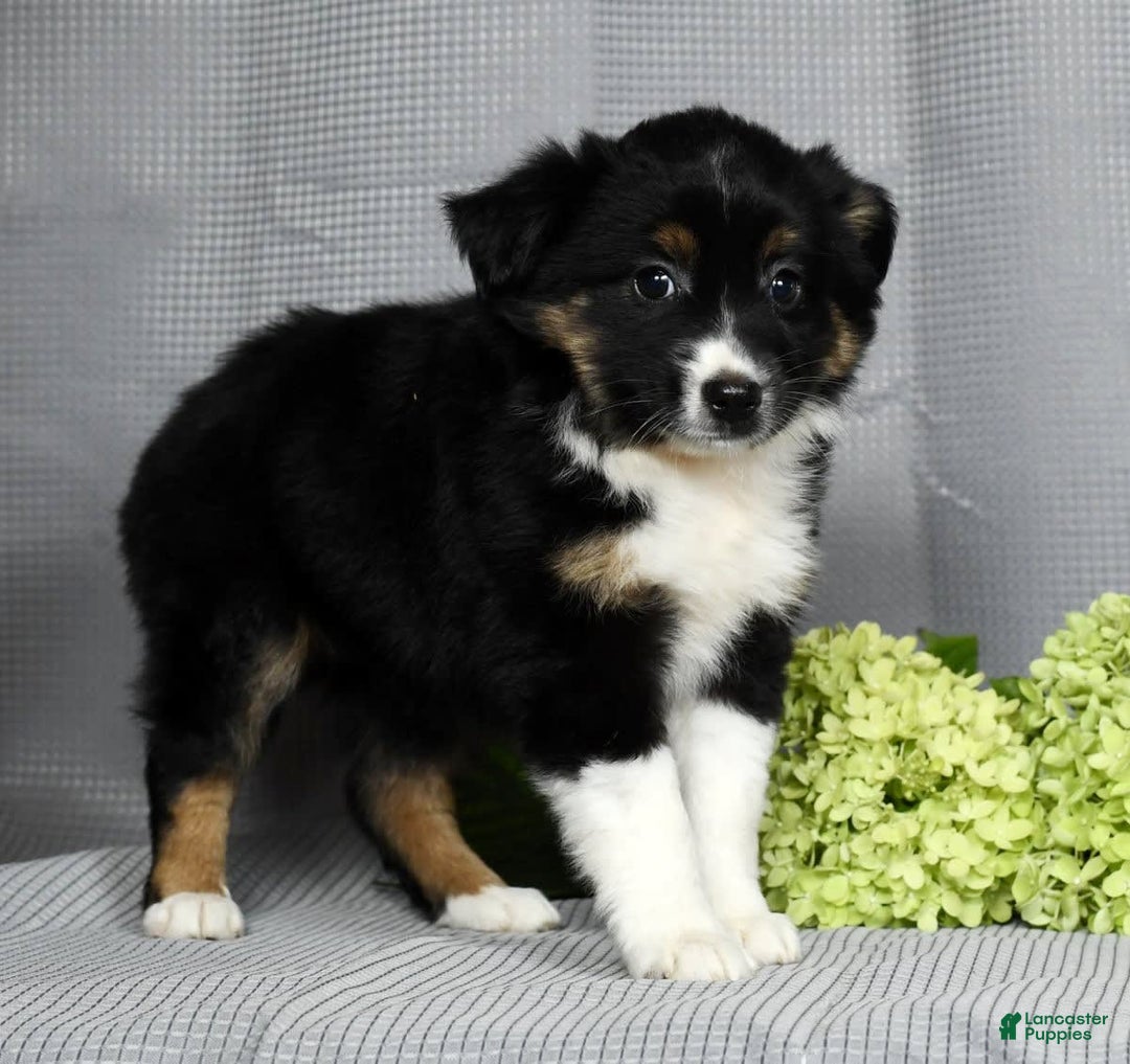 Miniature Australian Shepherd dogs for sale: Amelia - Image 8