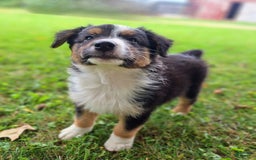 Australian Shepherd dogs for sale: Hardison - Image 5