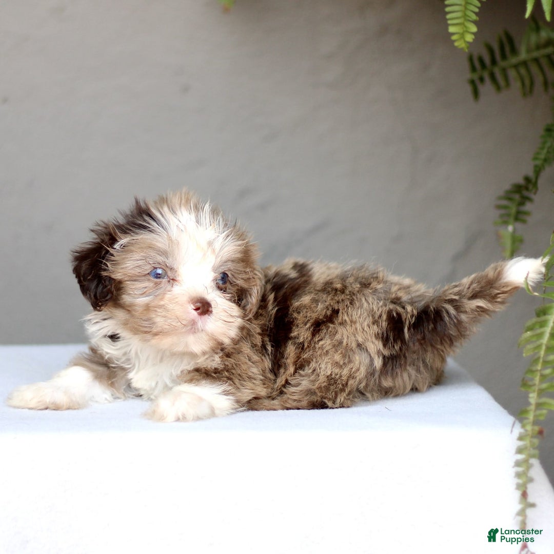 Shihpoo dogs for sale: Danny - Image 2