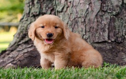 Golden Retriever dogs for sale: Jack - Image 4