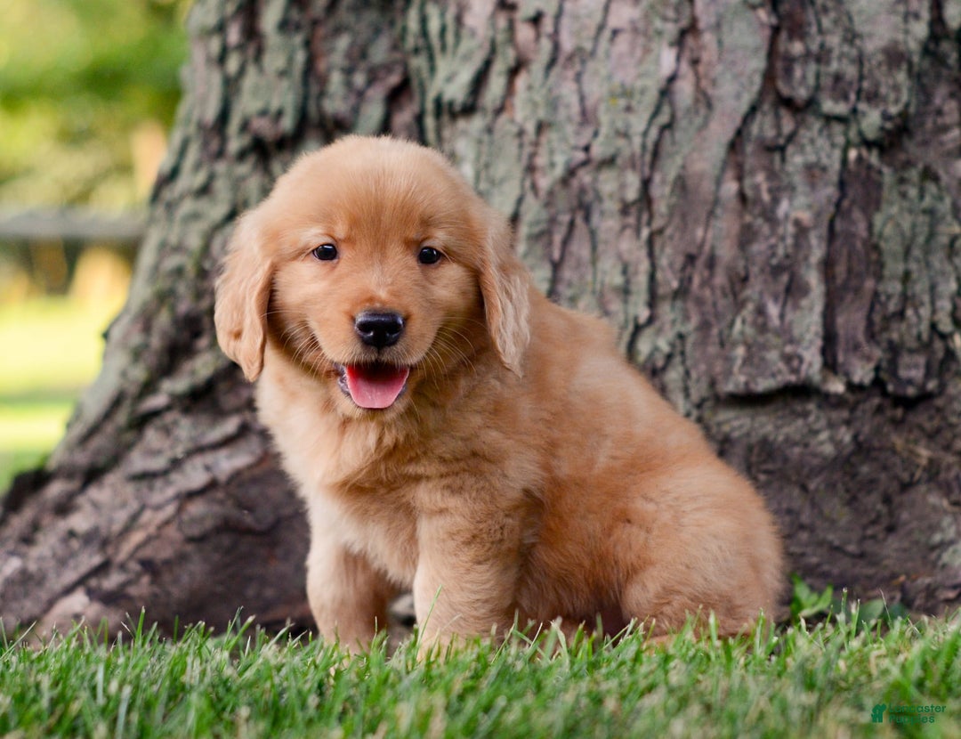 Golden Retriever dogs for sale: Jack - Image 4