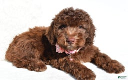Mini Aussiedoodle dogs for sale: Espresso - Image 7