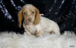 Miniature Dachshund dogs for sale: Lizzie - Image 5