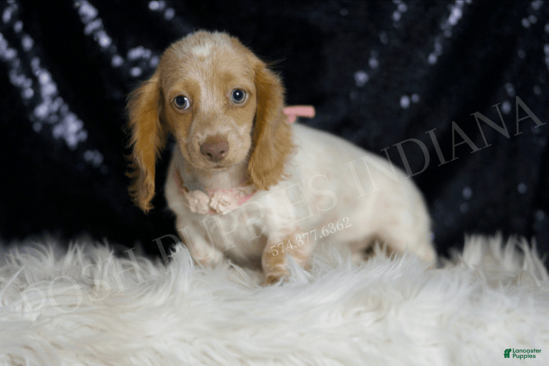 Miniature Dachshund dogs for sale: Lizzie - Image 5