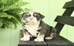 Olde English Bulldogge dogs for sale: Candy - Image 6