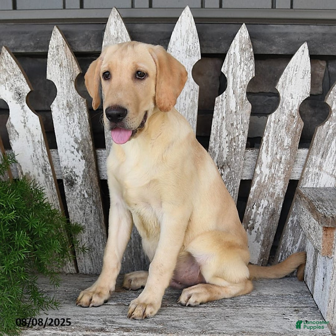 Labrador Retriever dogs for sale: Ashton - Image 4