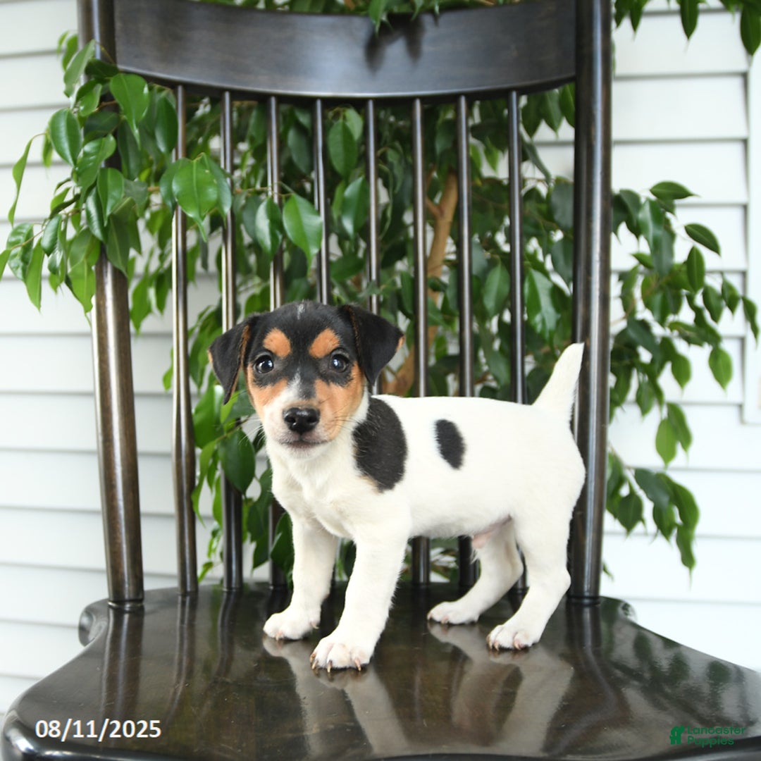 Jack Russell Terrier dogs for sale: Zion - Image 5
