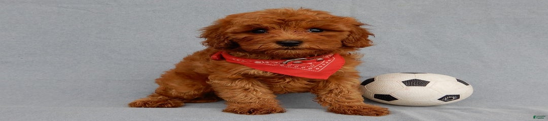 Scooby