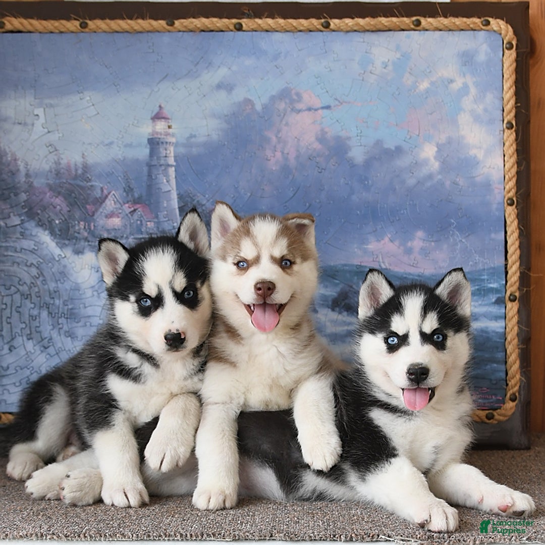 common:galleryImageAlt