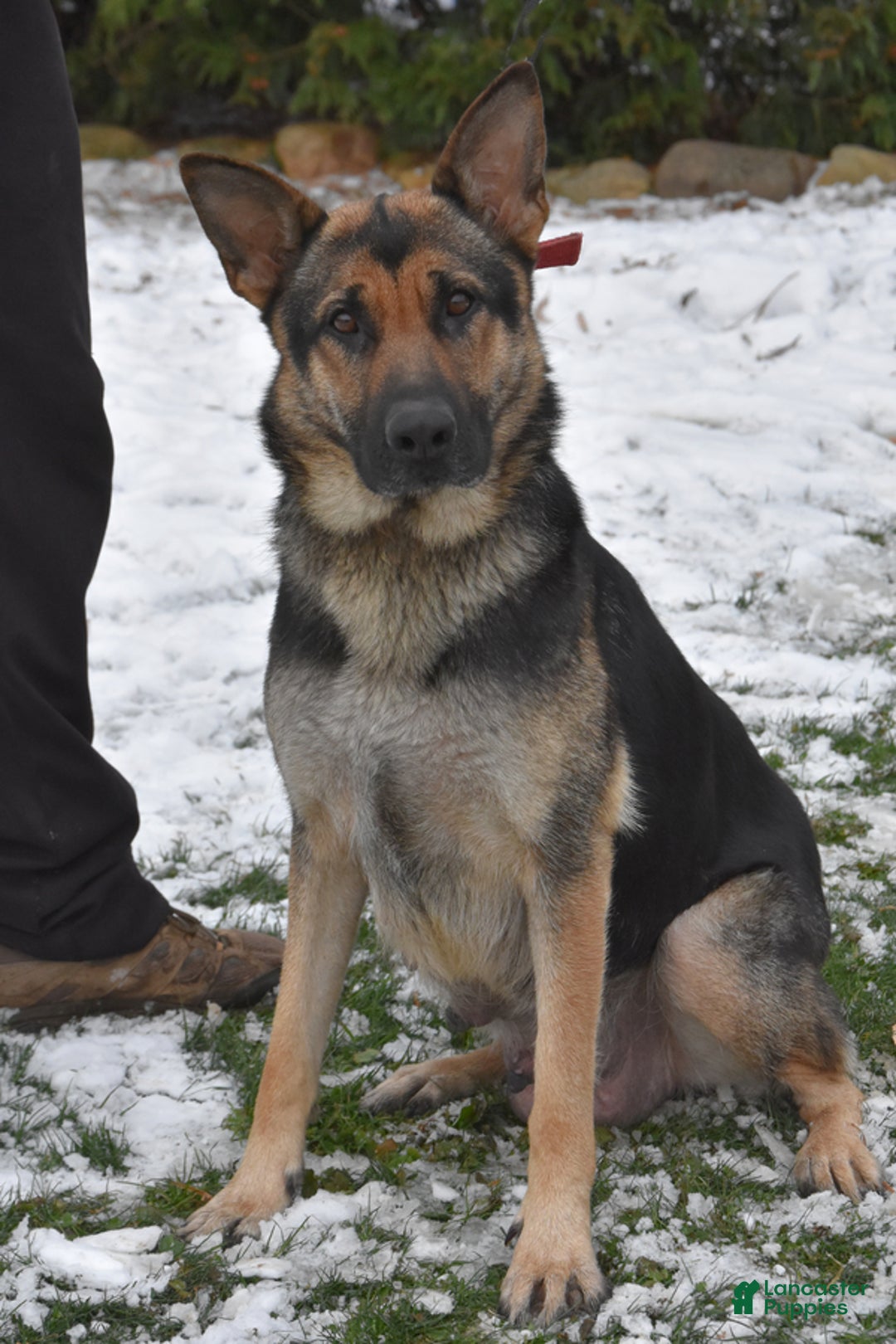 German Shepherd dogs for sale: Michelle - Image 5
