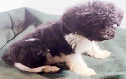 Cavapoo dogs for sale: Charlie - Image 3