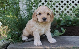 Cockapoo dogs for sale: Peter - Image 3