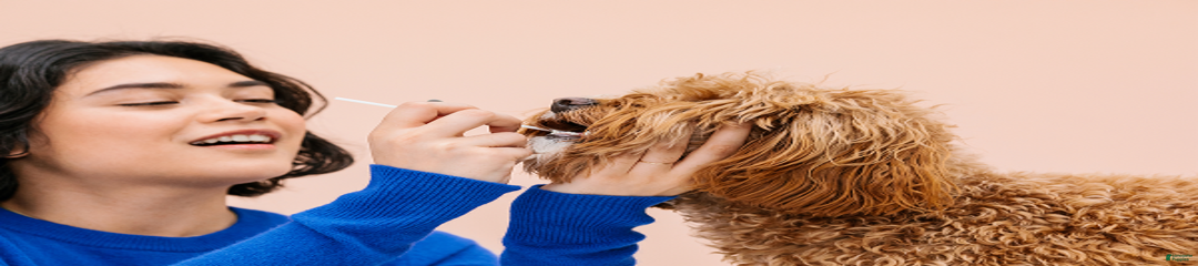 Airedale Terrier Puppy 1