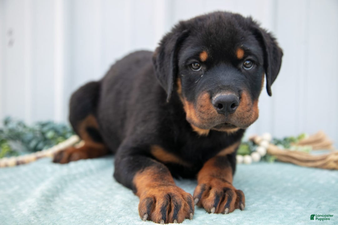 Rottweiler dogs for sale: Drake - Image 1
