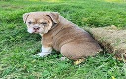 English Bulldog dogs for sale: Venus - Image 6